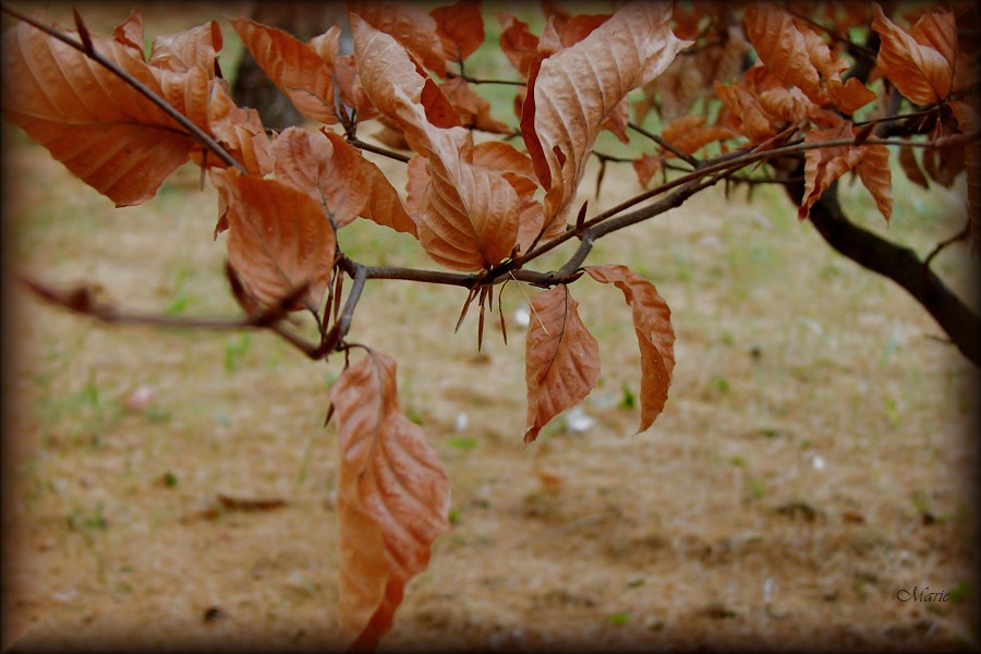 DSC03446.jpgb